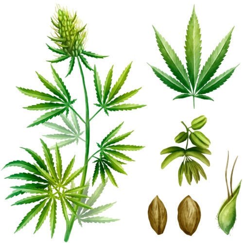 coltivazione canapa legale - infiorescenze cannabis e olio di canapa cbd
