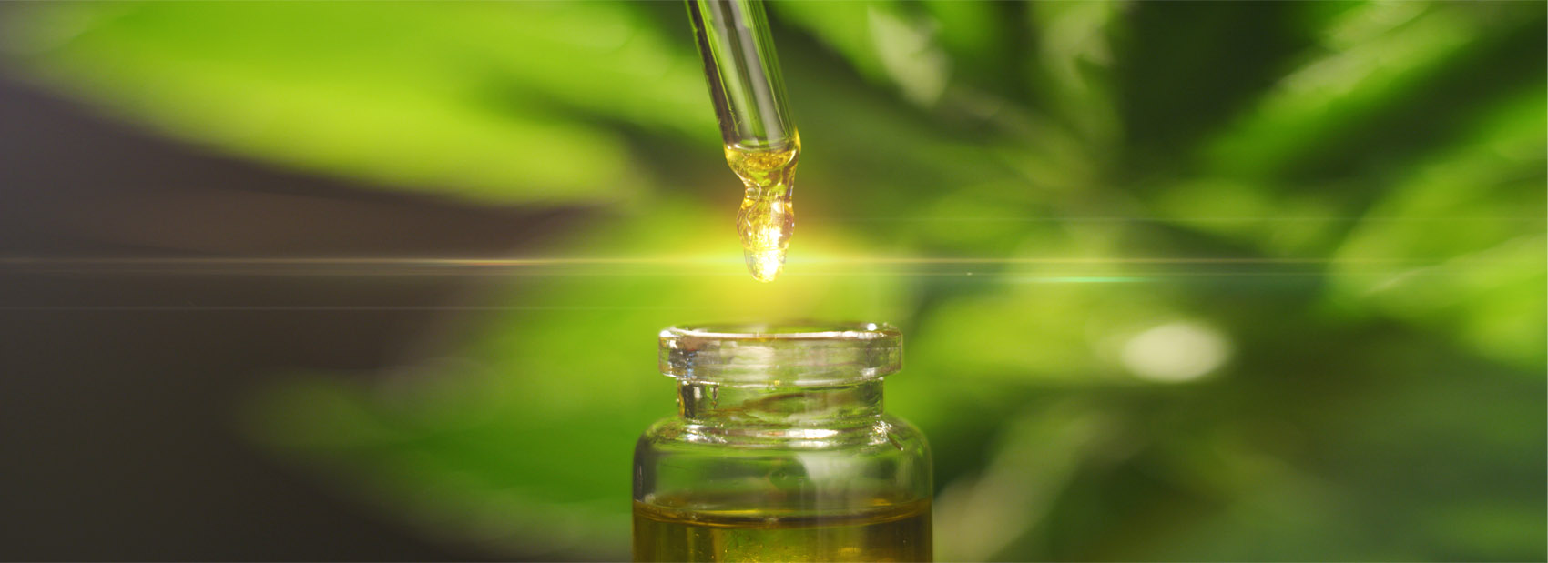 Olio estratto dalla Canapa (cannabis light)